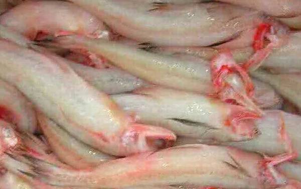 龙头鱼是什么鱼?