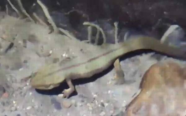 瘰螈是什么动物?