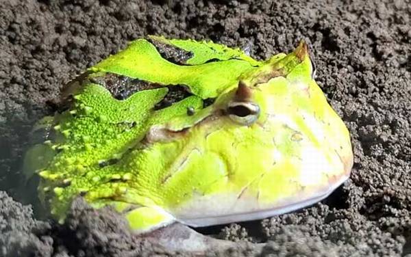 绿角蛙是什么蛙?
