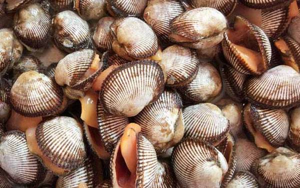 麻蛤是什么动物?