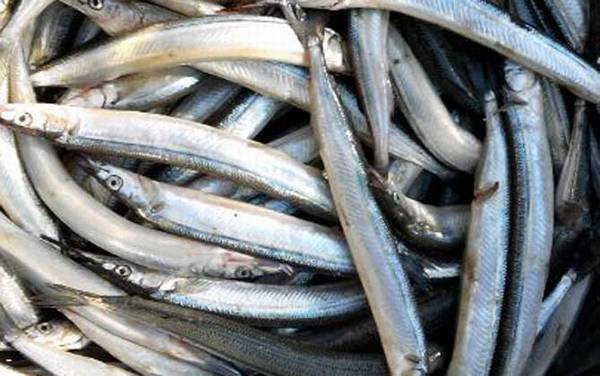 马步鱼是什么鱼?