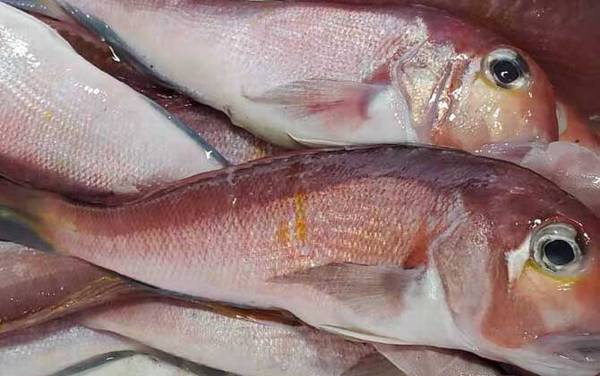 马头鱼是什么鱼?