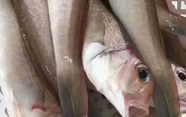 马头鱼是什么鱼?