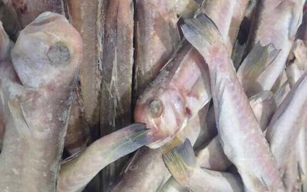 马头鱼是什么鱼?