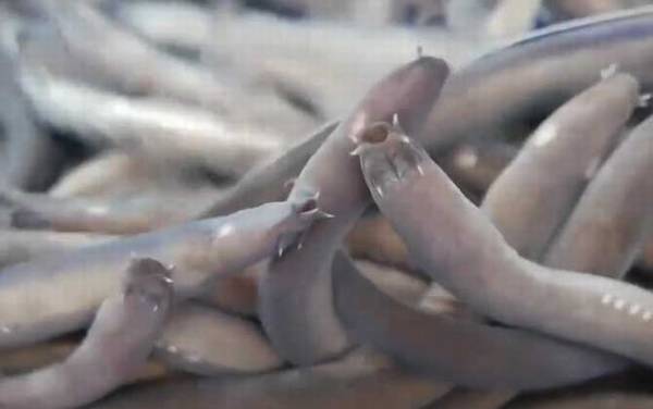 盲鳗是什么动物?