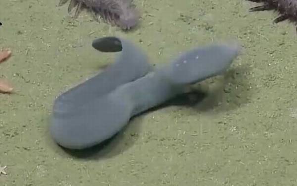 盲鳗是什么动物?