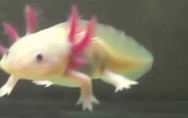 墨西哥钝口螈是什么动物?