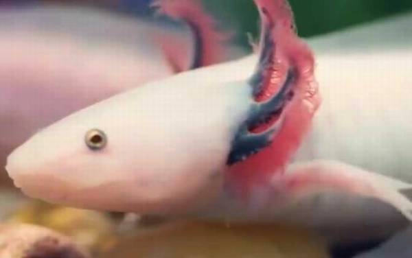 墨西哥钝口螈是什么动物?