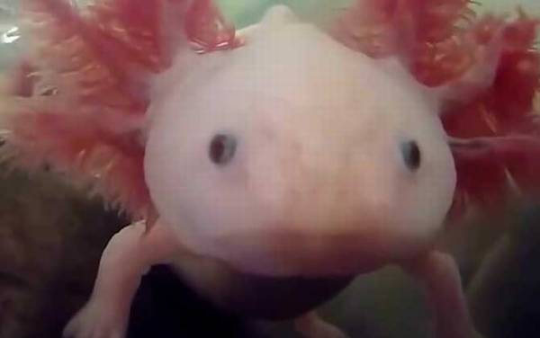 墨西哥钝口螈是什么动物?