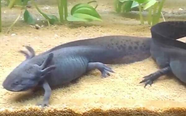 墨西哥钝口螈是什么动物?