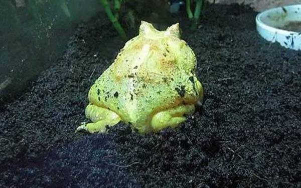 南美角蛙是什么动物?