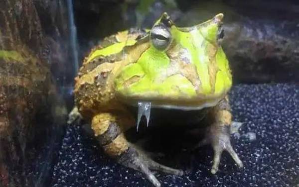 南美角蛙是什么动物?