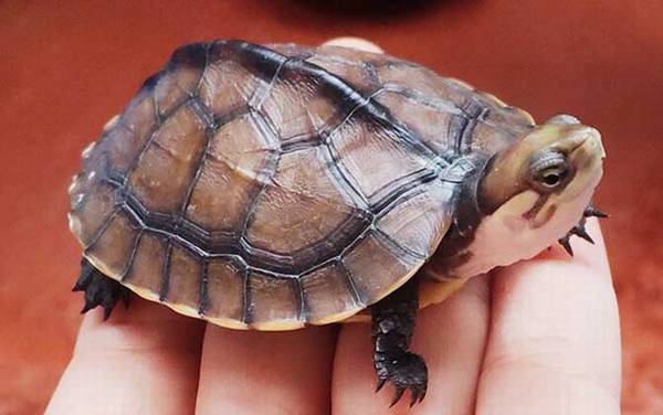 南石龟是什么龟?