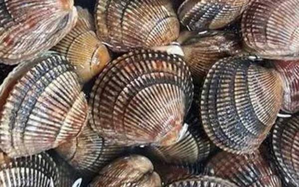 鸟蛤是什么动物?