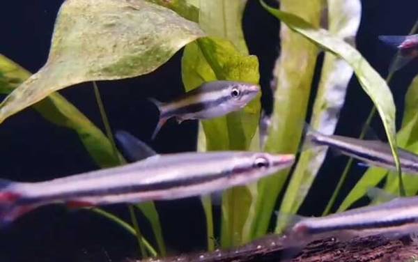 铅笔鱼是什么鱼?