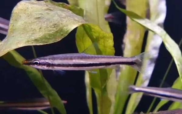 铅笔鱼是什么鱼?