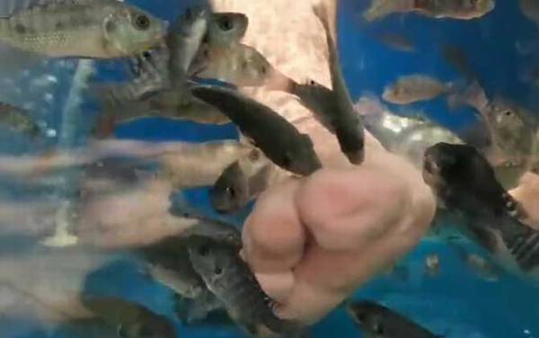 亲亲鱼是什么鱼?