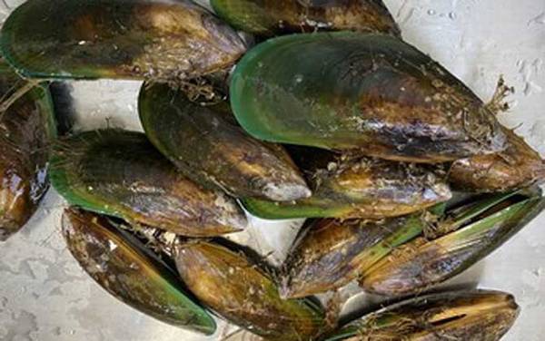 青口贝是什么动物?