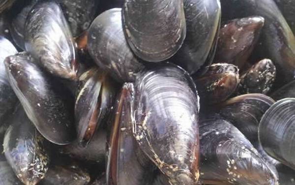 青口贝是什么动物?