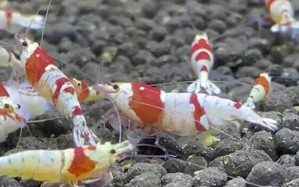 水晶虾是什么虾?