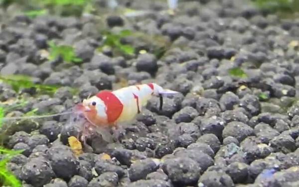 水晶虾是什么虾?