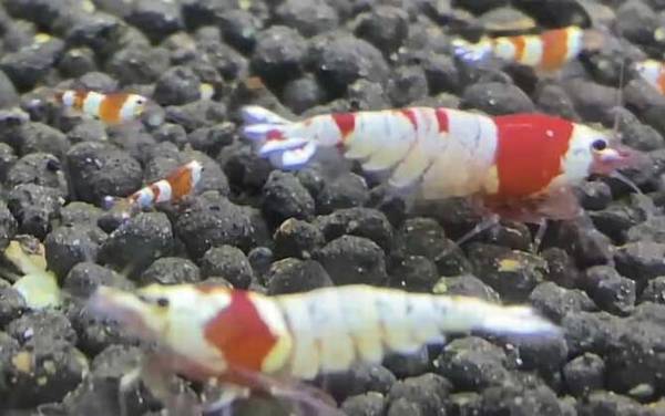 水晶虾是什么虾?