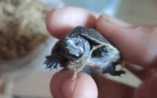 麝香龟是什么龟?