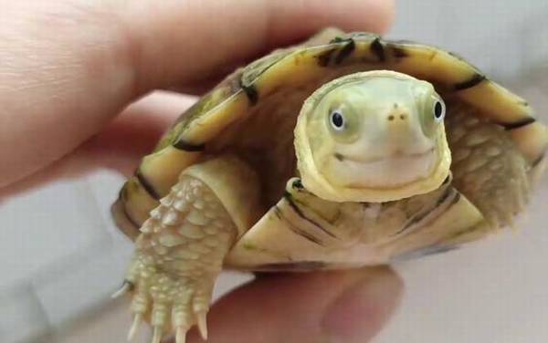 石板龟是什么龟?