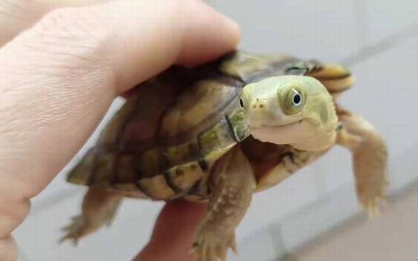 石板龟是什么龟?