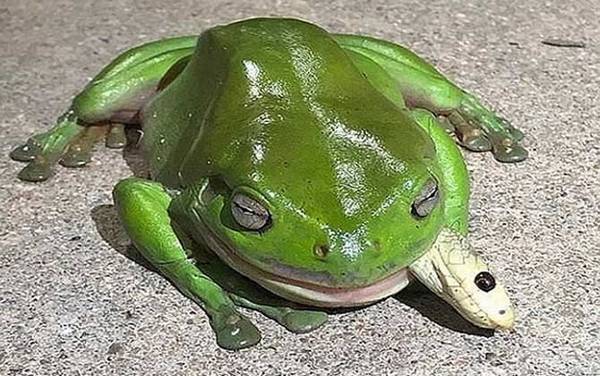 食蛇蛙是什么动物?