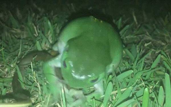 食蛇蛙是什么动物?