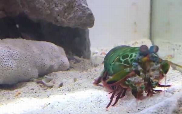 手枪虾是什么虾?