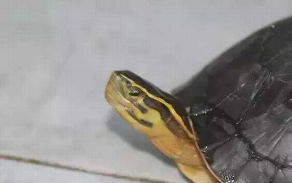 闭壳龟是什么龟?