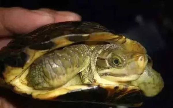 闭壳龟是什么龟?