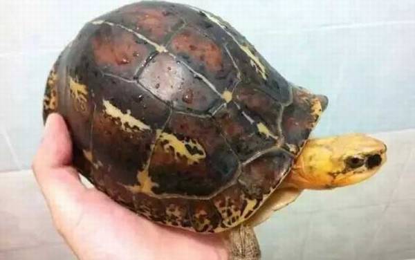 闭壳龟是什么龟?