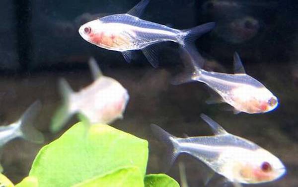 玻璃拉拉鱼是什么鱼?