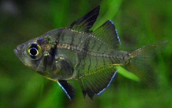 玻璃拉拉鱼是什么鱼?