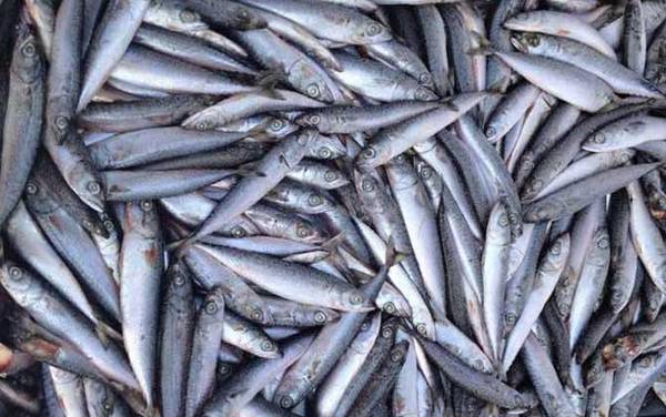 丁香鱼是什么鱼?