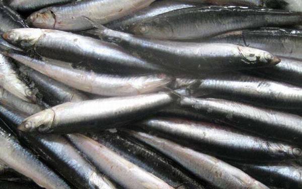 丁香鱼是什么鱼?