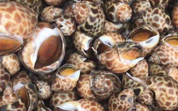 东风螺是什么螺?