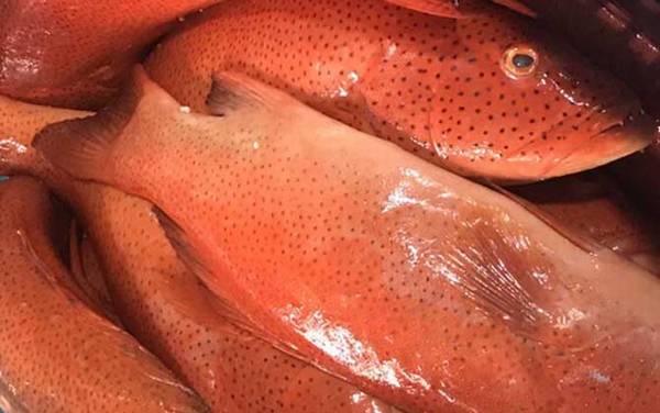 东星斑是什么鱼?