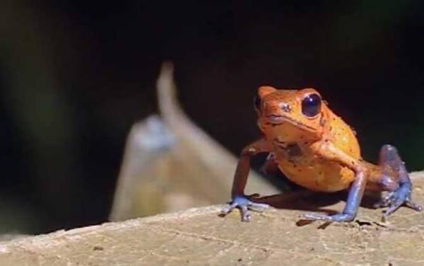 毒镖蛙是什么动物?