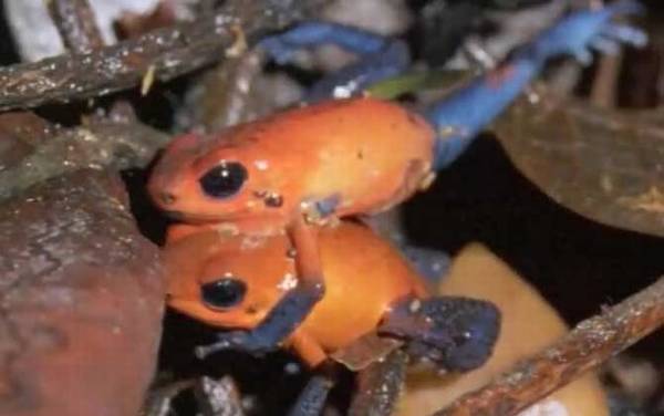 毒镖蛙是什么动物?