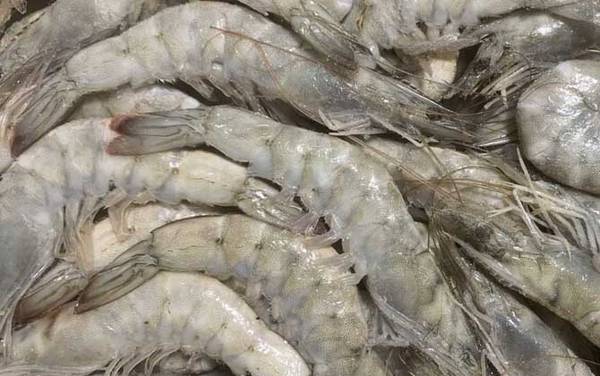 厄瓜多尔白虾是什么虾?