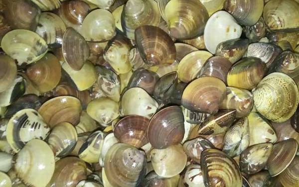 蛤蜊是什么动物?