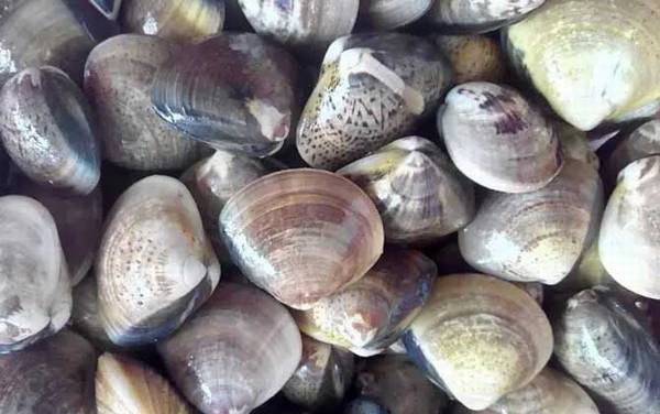 蛤蜊是什么动物?