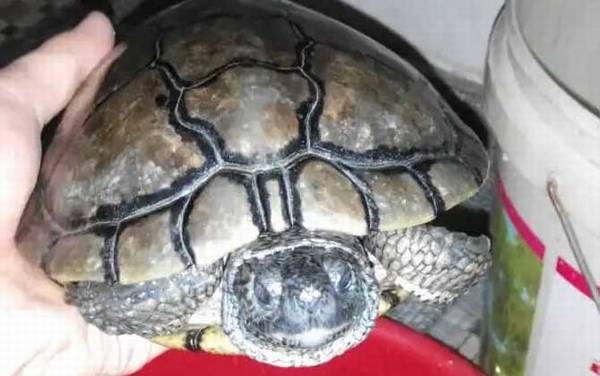 古巴彩龟是什么龟?