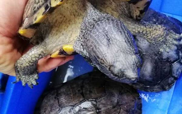 古巴彩龟是什么龟?