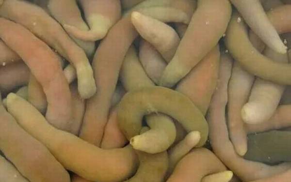 海肠是什么动物?