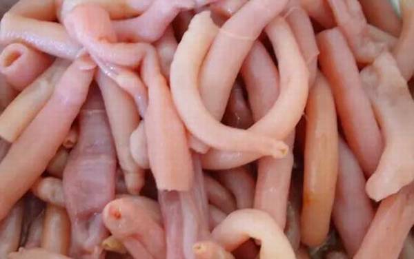 海肠是什么动物?